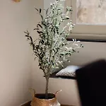 L'ulivo E Il Colibri Apartment *